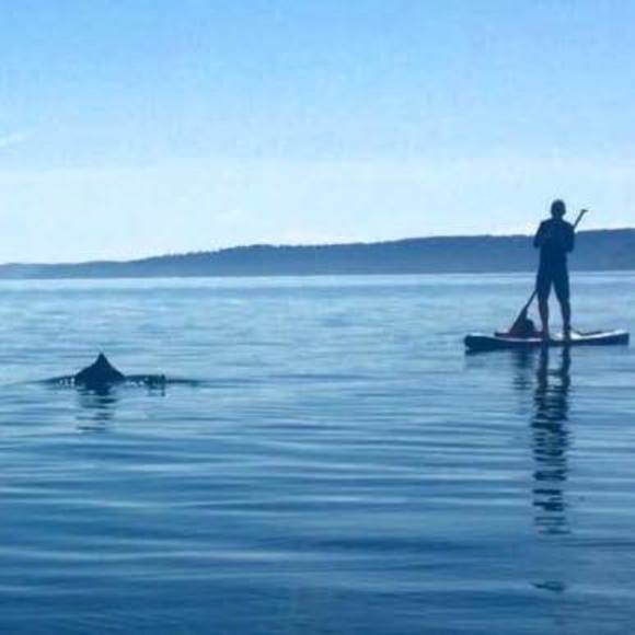 Meet your Posher, Simon - Picture 1 of 1